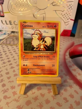 Caninos xy évolution